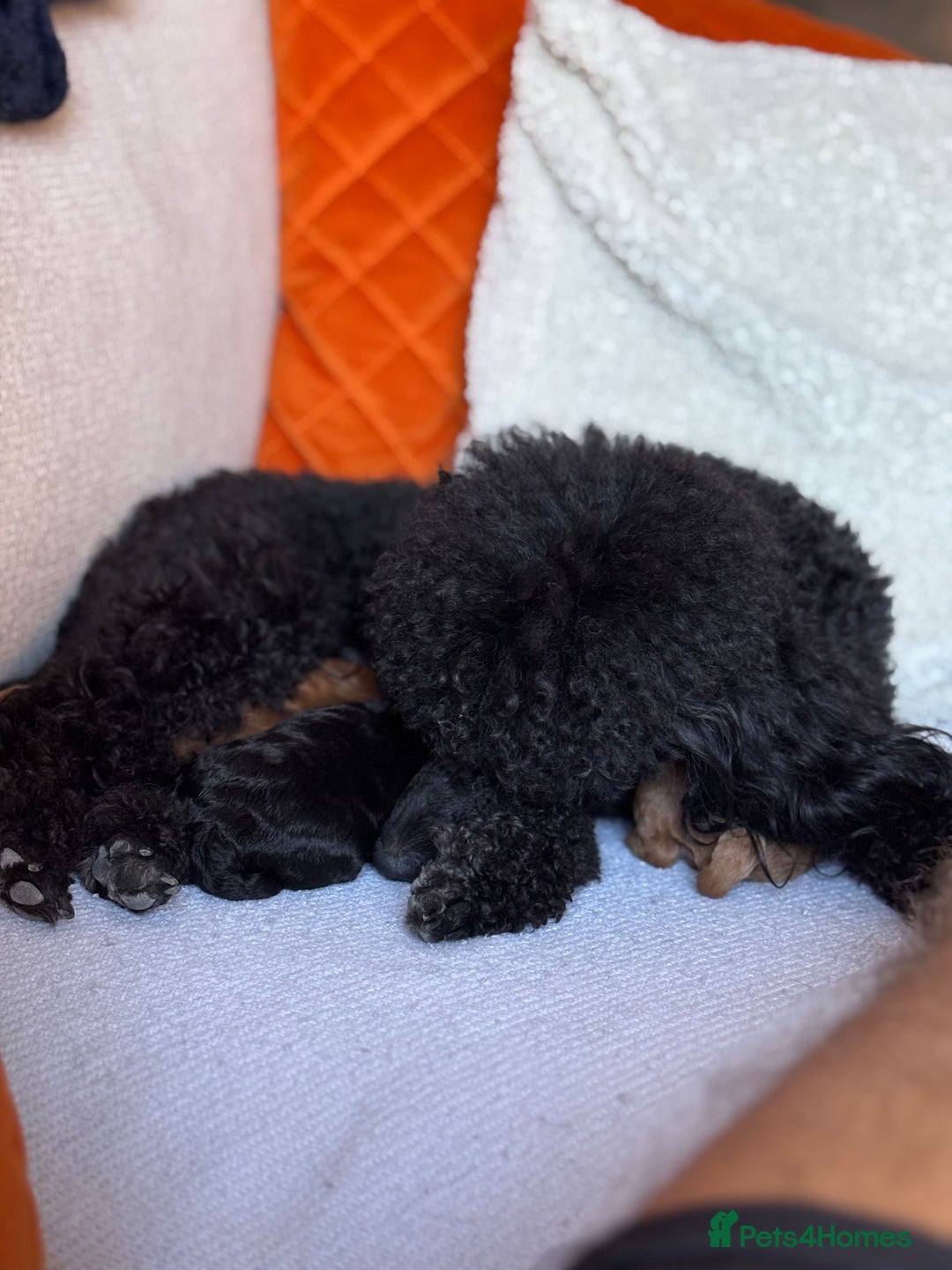 Miniature Poodle dogs for sale: Stunning Miniature Poodles  - Image 11