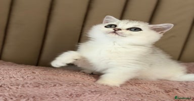 British Shorthair cats - Advert 16