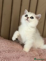 British Shorthair cats - Advert 16