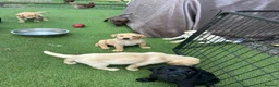 Labrador Retriever dogs for sale: KC Labrador pups, champagne, yellow & black  - Advert 15