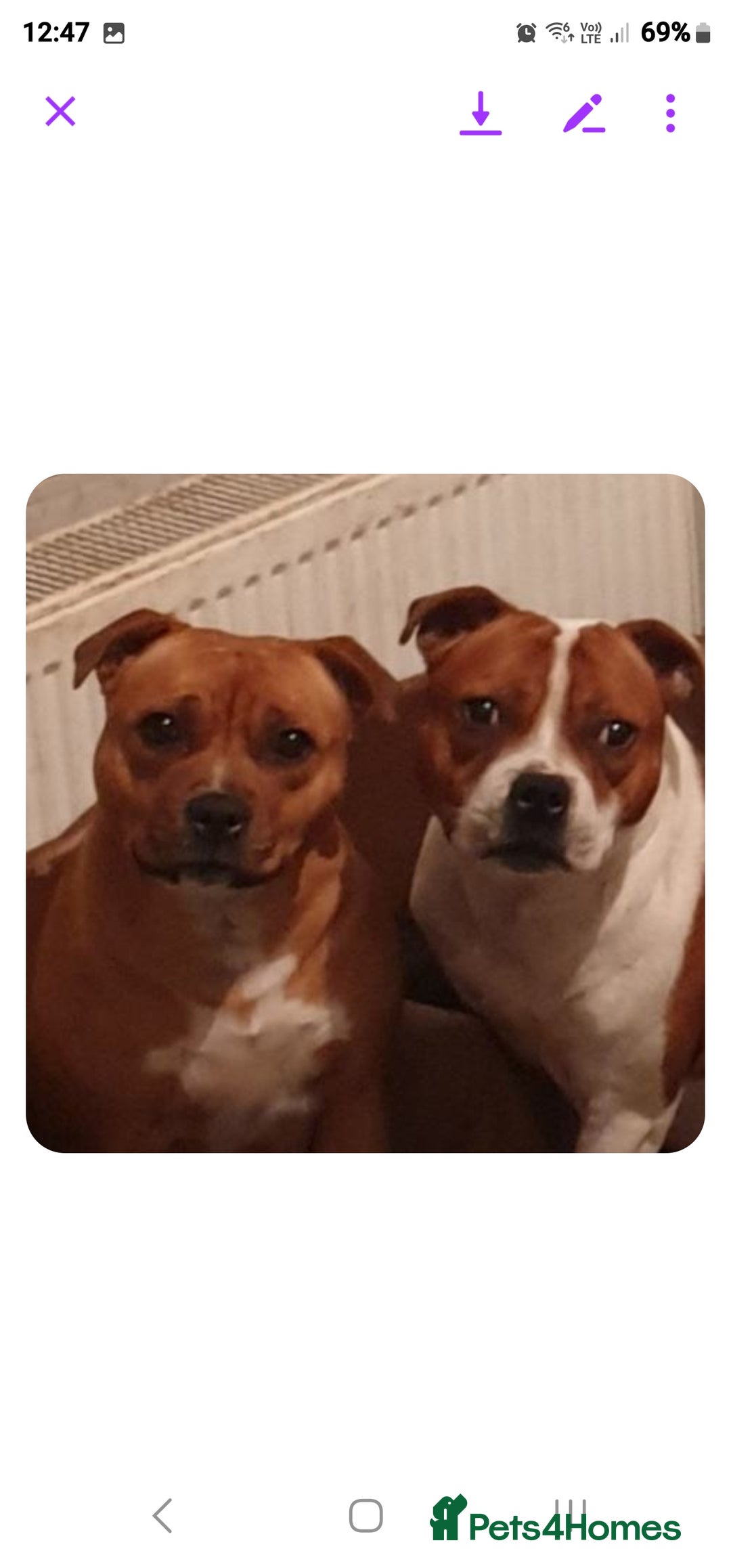 Staffordshire Bull Terrier dogs for stud: 🥨ZEUS PIED PERFECTION 🥨 COI 2.1% in Rochdale - Advert 9