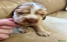 Cocker Spaniel dogs for sale: 4⭐️Licensed KC Reg English Show Cocker Spaniel - Image 15
