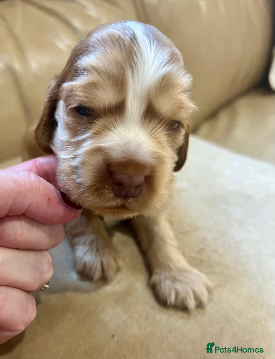 Cocker Spaniel dogs for sale: 4⭐️Licensed KC Reg English Show Cocker Spaniel - Image 15