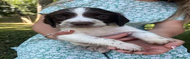 English Springer Spaniel 7
