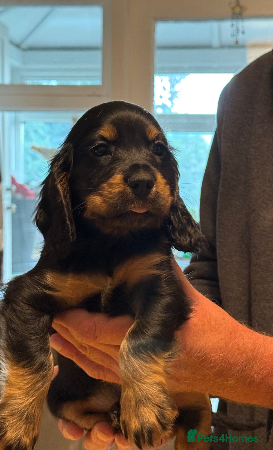 Cocker Spaniel dogs for sale: Cocker spaniel puppies-show type - Image 16