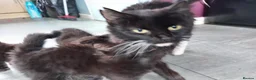 Mixed Breed cats for sale: Mixed long and short haired kittens - Advert 15