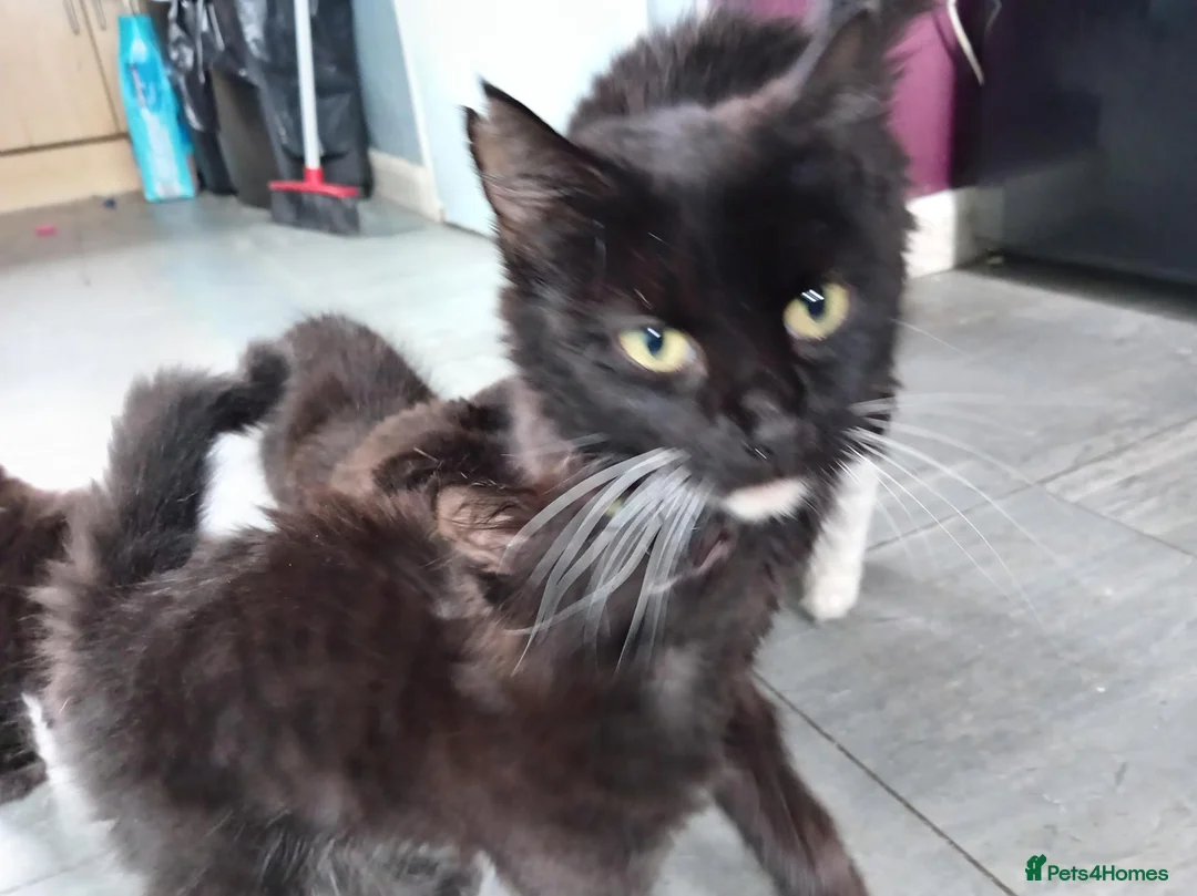 Mixed Breed cats for sale: Mixed long and short haired kittens - Advert 15