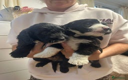 Cockapoo dogs for sale: Super cute spaniel x miniature poodle - Image 17