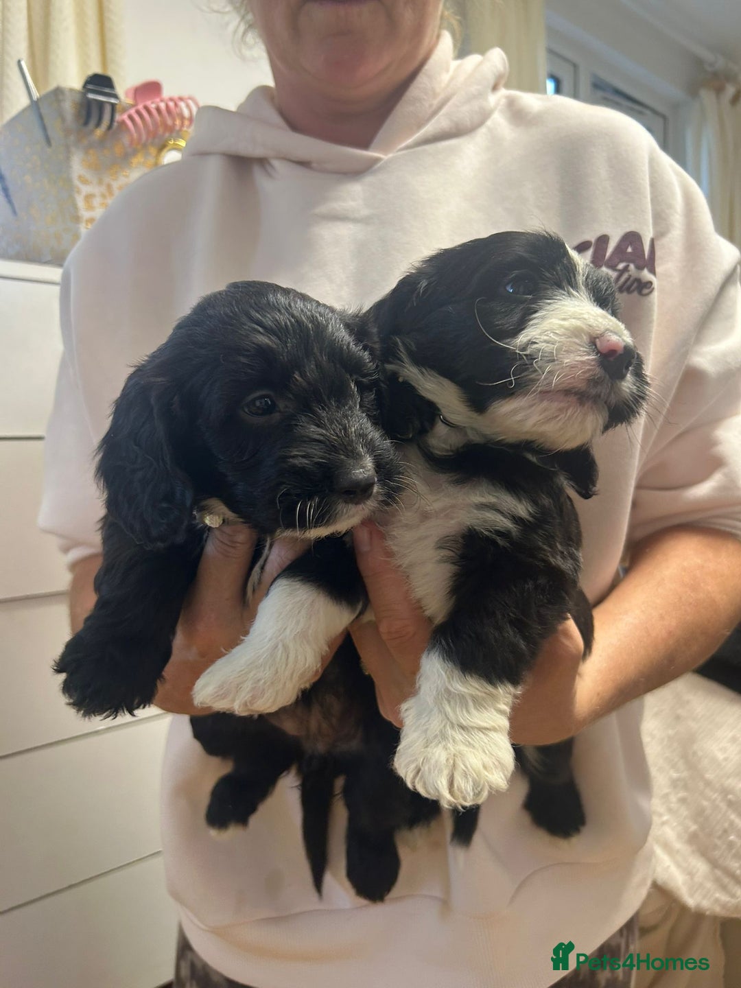 Cockapoo dogs for sale: Super cute spaniel x miniature poodle - Image 17