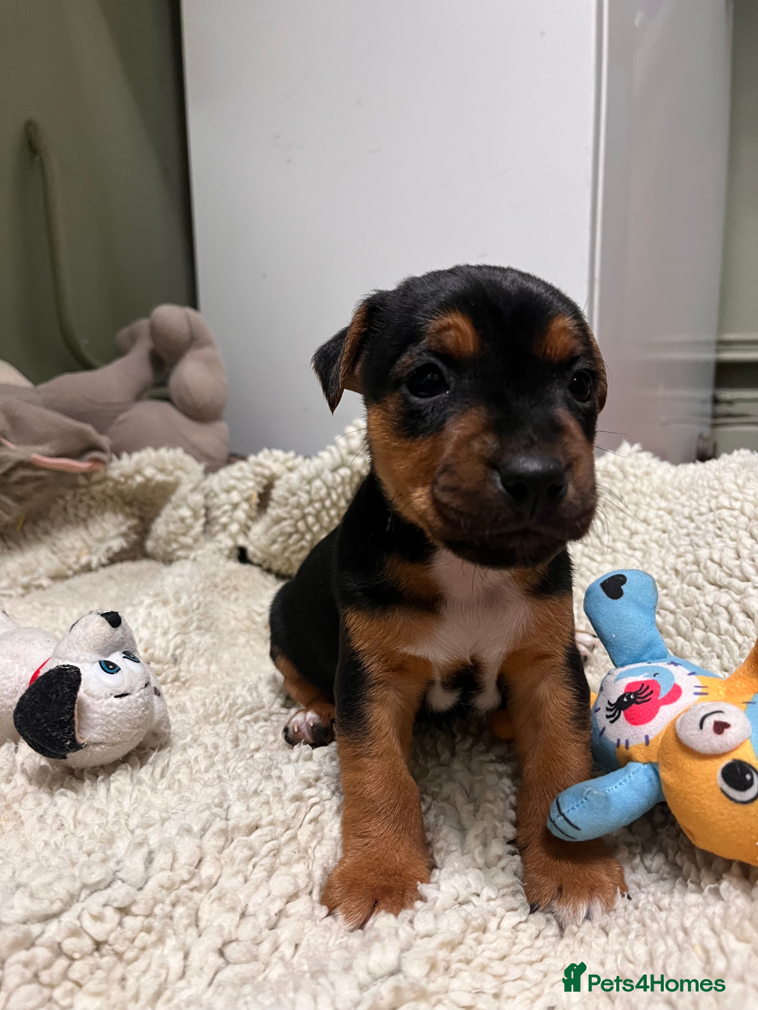 Mixed Breed dogs Stunning Lakeland X Jack Russell Pups  - Advert 8