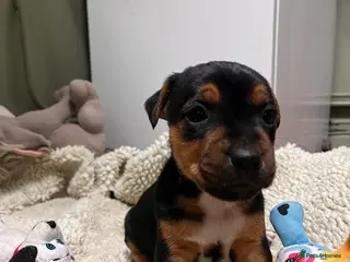 Mixed Breed dogs Stunning Lakeland X Jack Russell Pups - Advert 8