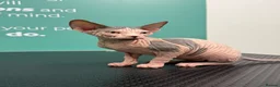 Sphynx cats for sale: Famale Kitten 😻 - Advert 12