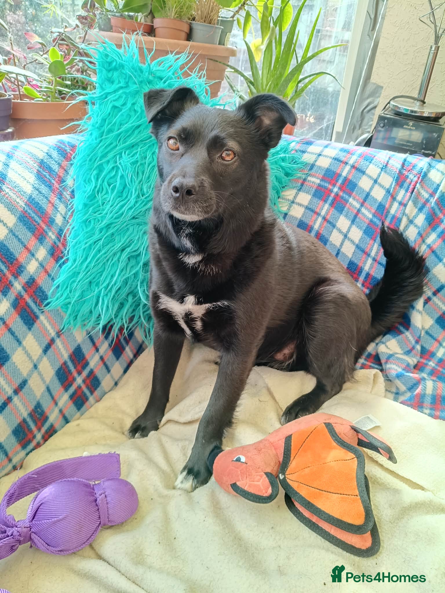 Mixed Breed dogs Sooty for adoption - Advert 1