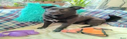 Mixed Breed dogs for adoption: Sooty for adoption in Bedford - Advert 1