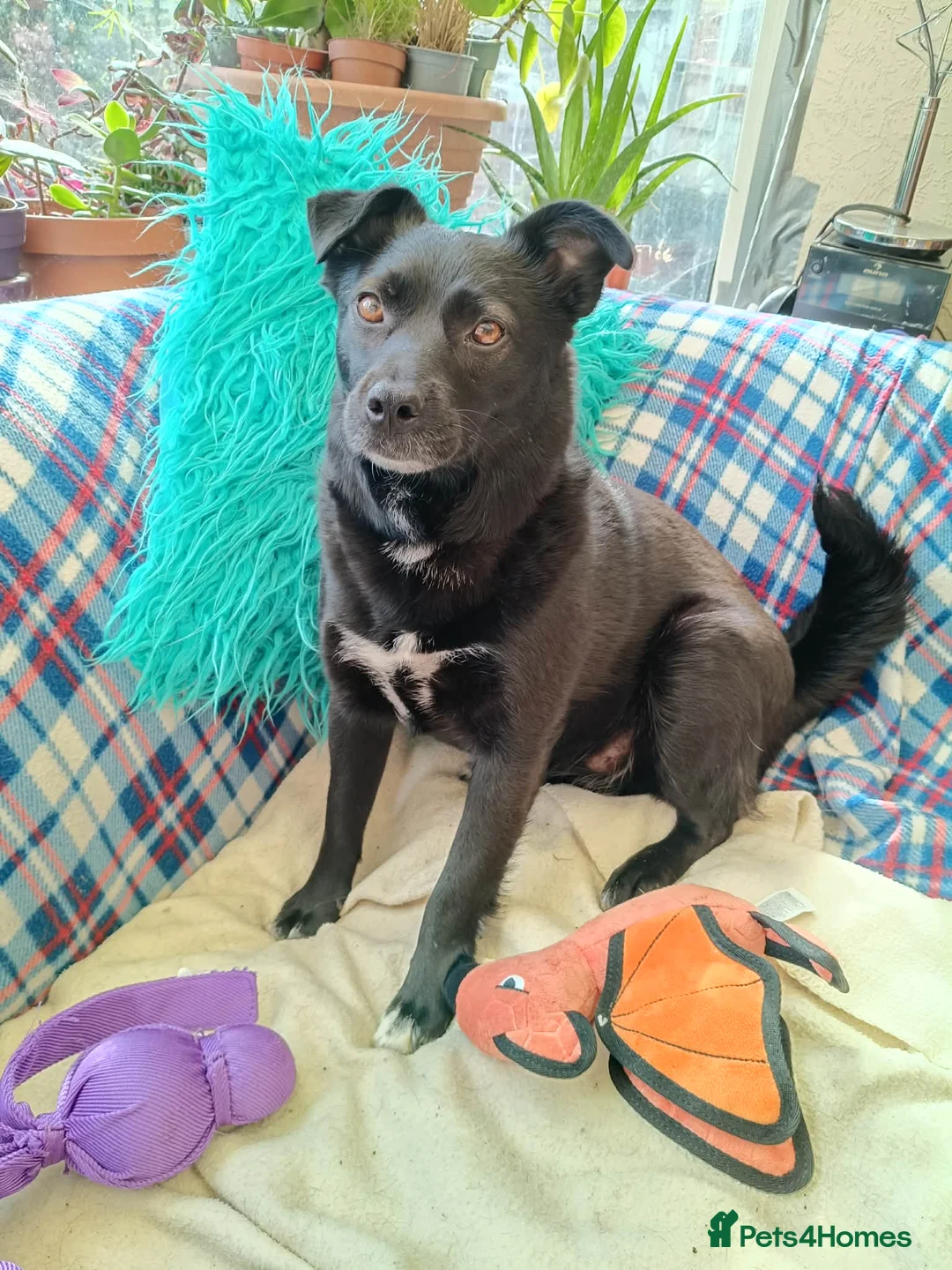 Mixed Breed dogs for adoption: Sooty for adoption in Bedford - Advert 1