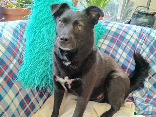 Mixed Breed dogs Sooty for adoption - Advert 3