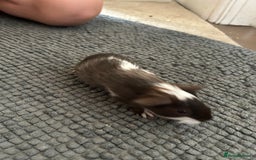 Guinea Pig rodents for sale: Guinea pigs for sale  - Image 9
