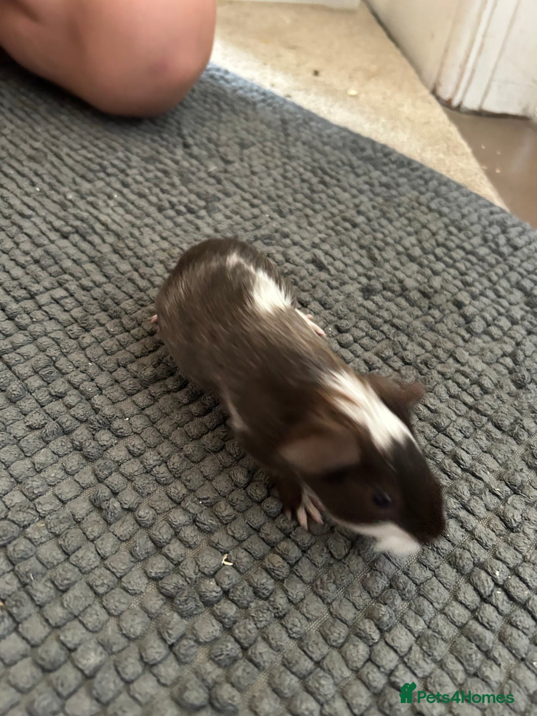 Guinea Pig rodents for sale: Guinea pigs for sale  - Image 9