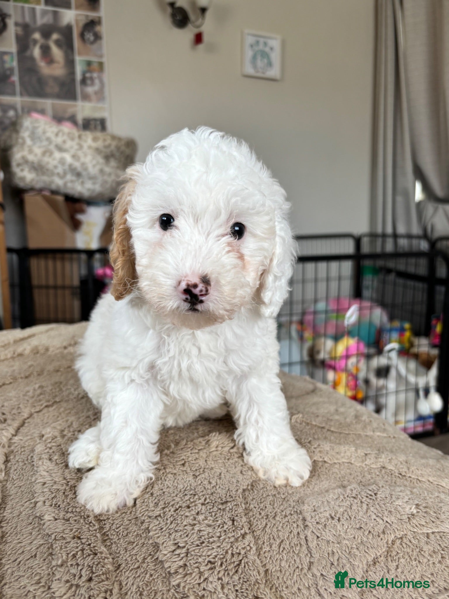 Cavapoo dogs Just 1 Cavapoo pup from health tested parents - Advert 7
