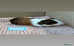 Guinea Pig rodents for sale: Young Guinea pigs  - Advert 8