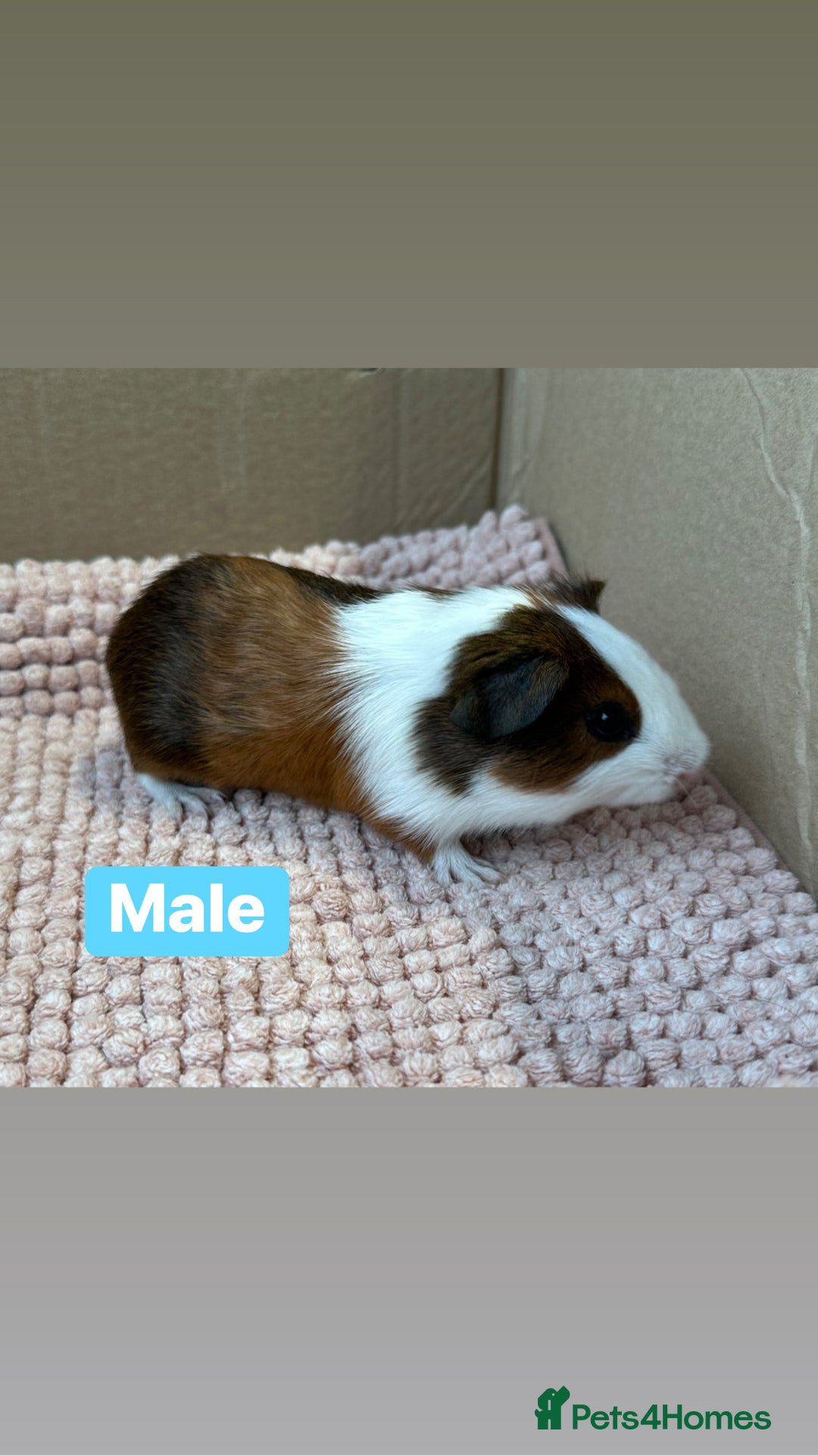 Guinea Pig rodents for sale: Young Guinea pigs  - Advert 8