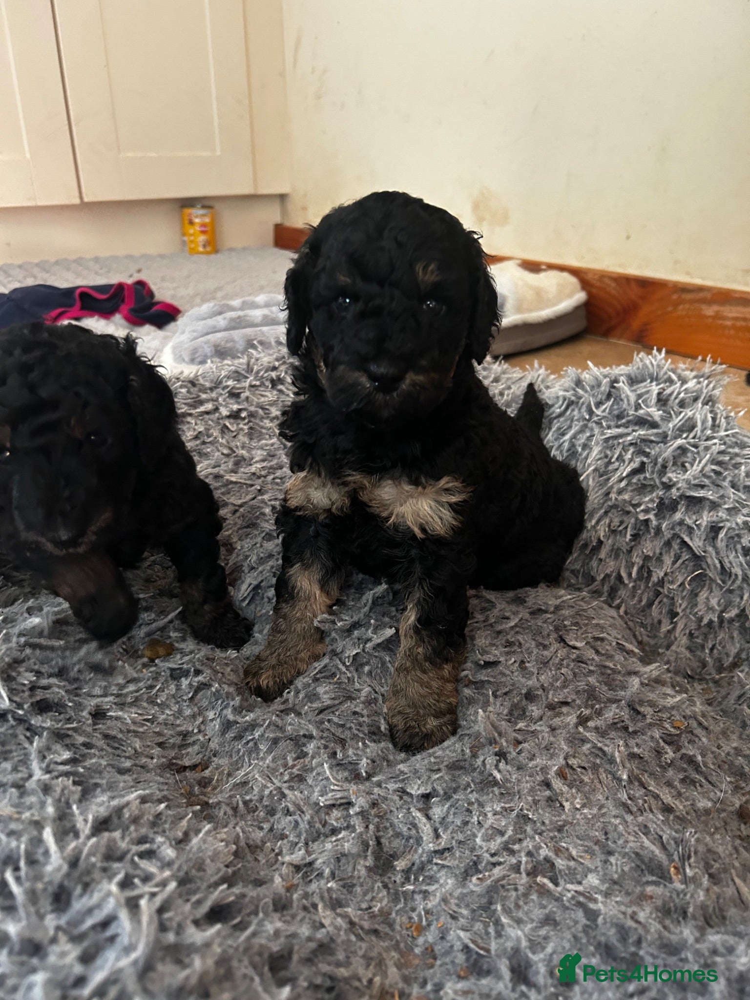 Toy Poodle dogs Beautiful litter of phantom poodles  - Advert 4