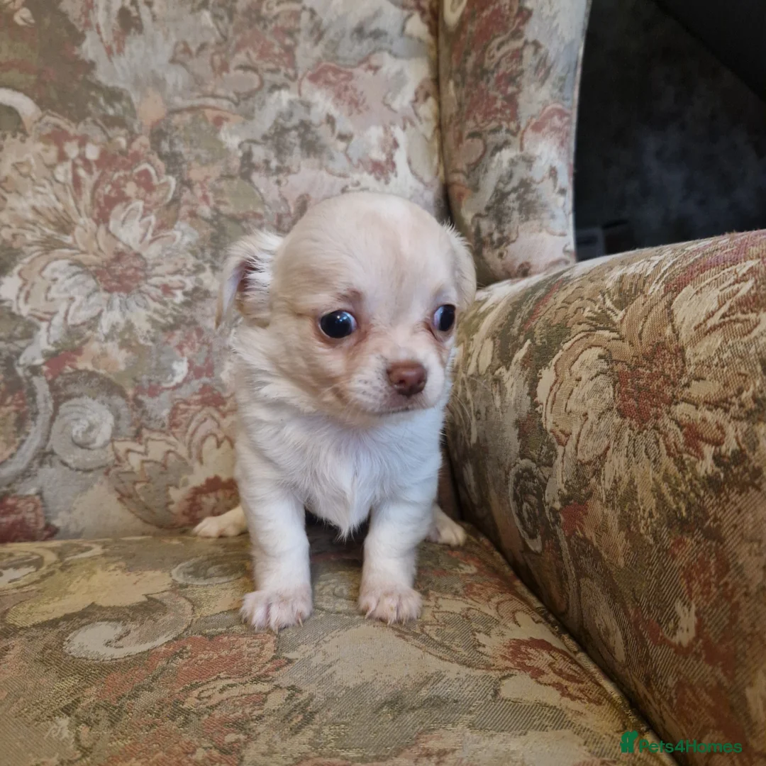 Chihuahua dogs for sale: Long coat Chihuahua puppies  - Advert 1