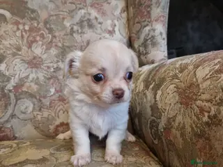 Chihuahua dogs Long coat Chihuahua puppies - Advert 17