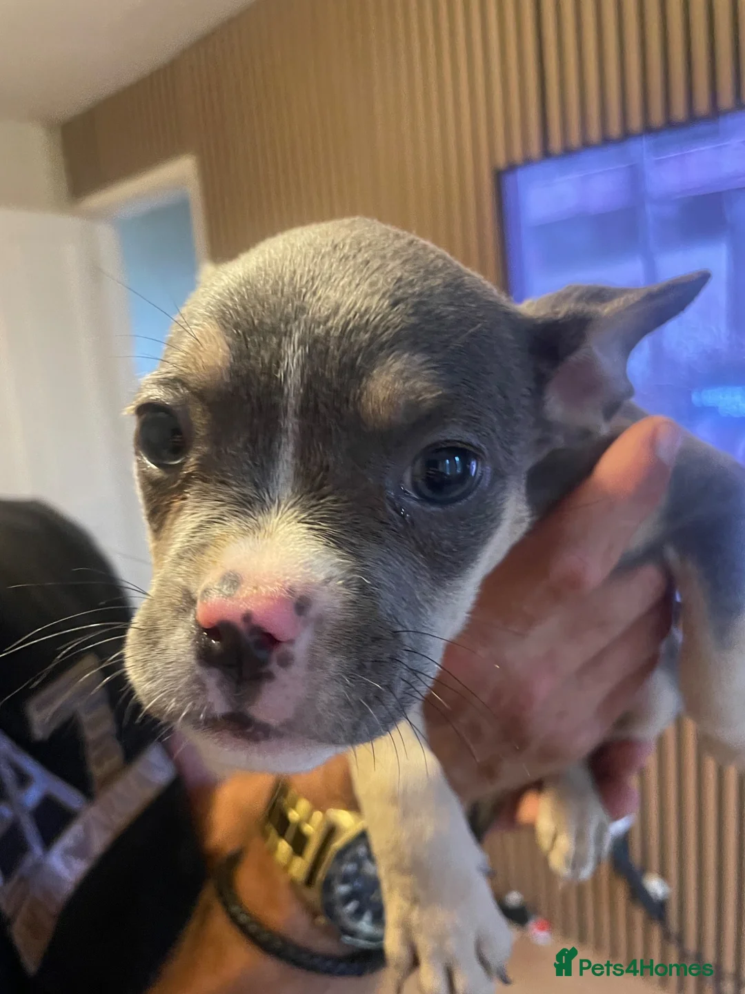 Mixed Breed dogs for sale: Bully cross  - Advert 2