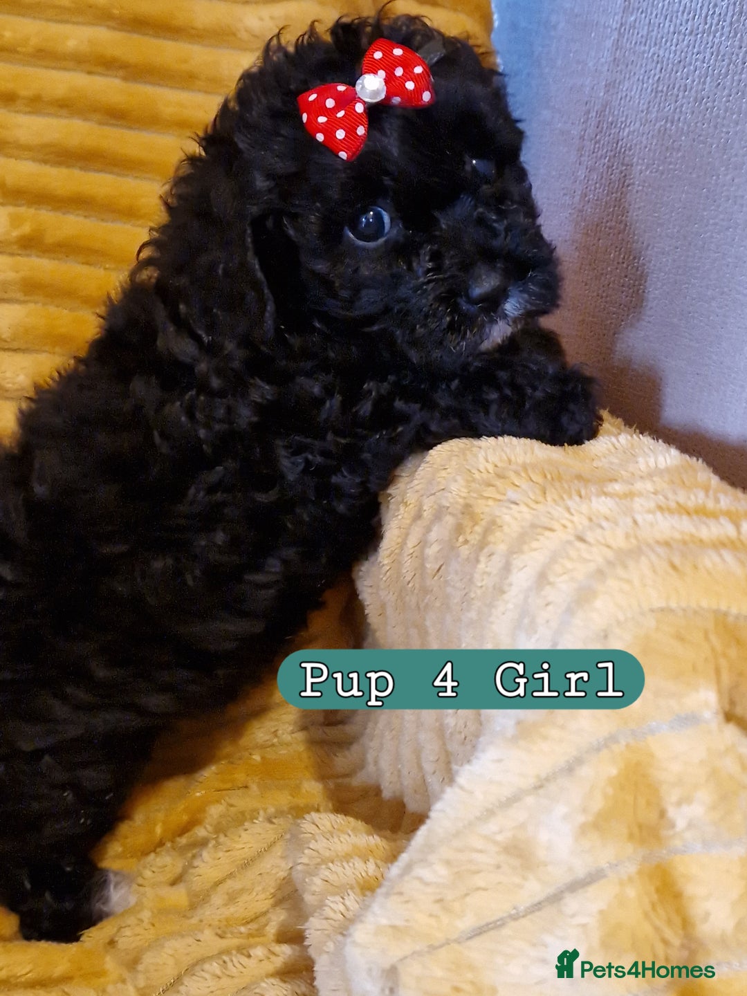 Poochon dogs for sale: 5 Cute and Cuddly Poochons  j  - Advert 9