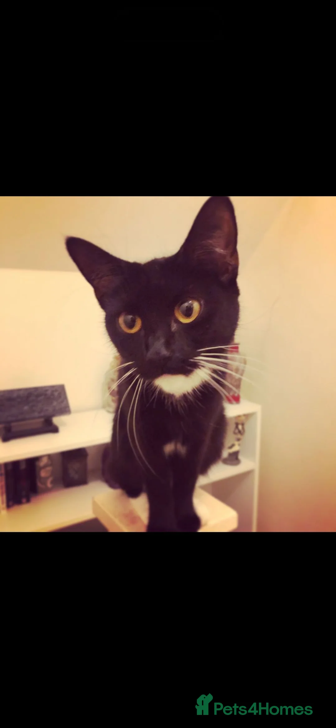 Mixed Breed cats for sale: Pumpkin & Yoshi  - Advert 8