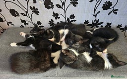 Mixed Breed cats for sale: 6 kittens - Image 3
