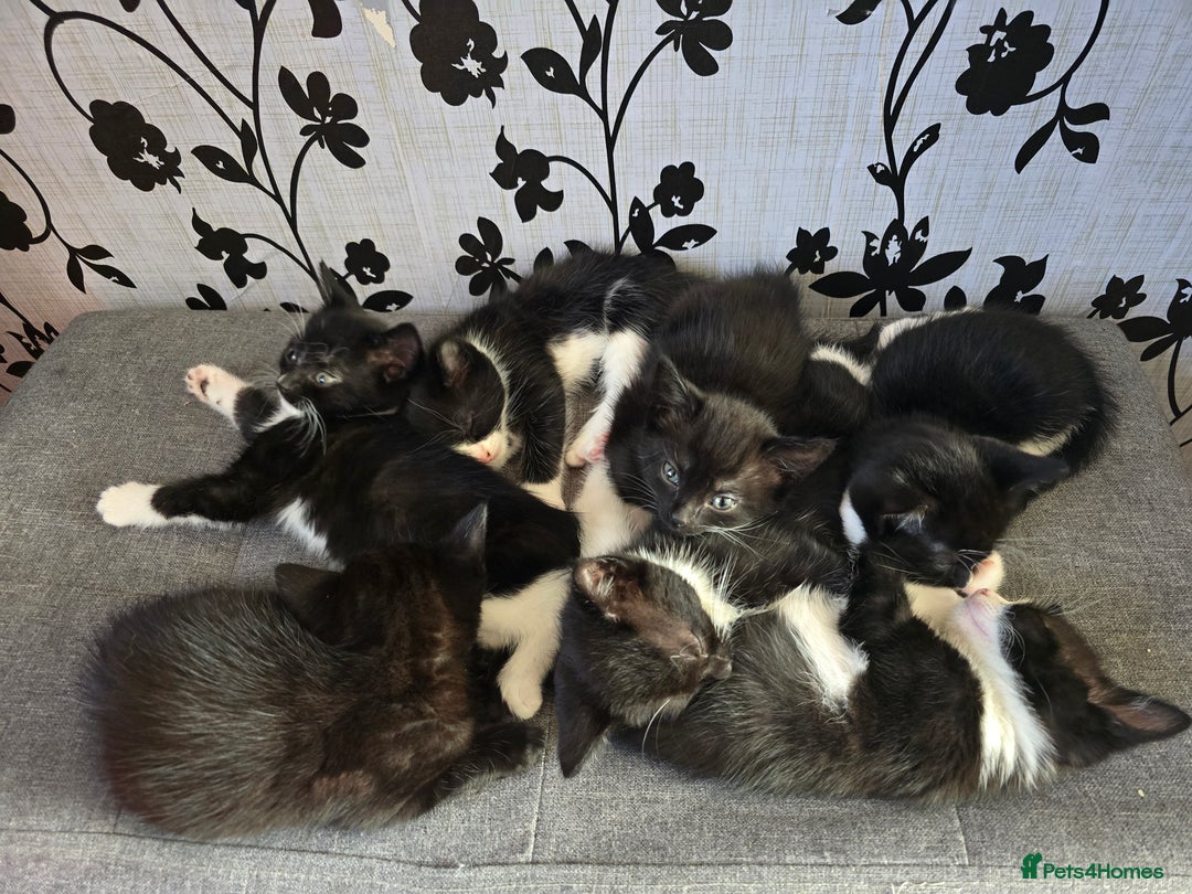 Mixed Breed cats for sale: 6 kittens - Image 3