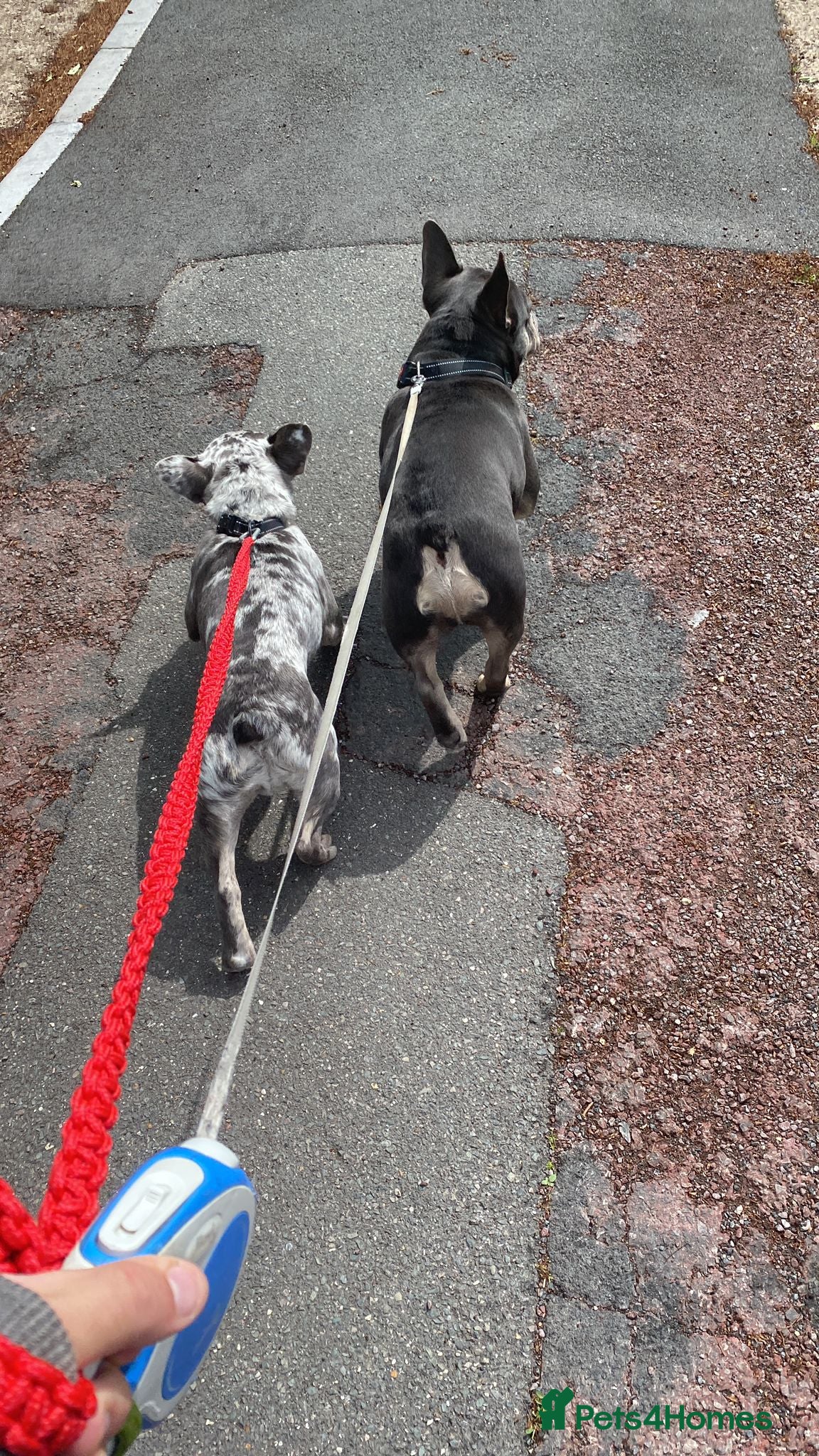 French Bulldog dogs for sale: 8 month old French Bulldog in Leigh-on-Sea - Advert 3