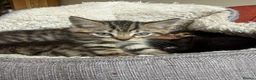 Mixed Breed cats for sale: Gorgeous Litter of BSH X Long Haired Kittens in Usk - Advert 11