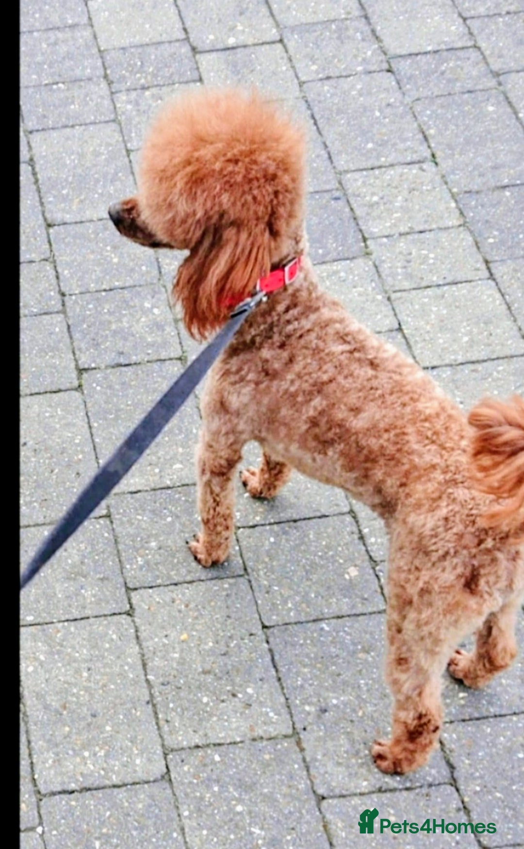 Miniature Poodle dogs for sale: MINIATURE POODLE PUPPIES.   - Advert 22