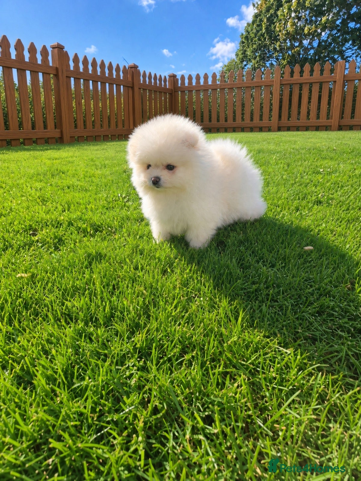 Pomeranian dogs Beautiful KC registered Pomeranian puppies - Advert 1