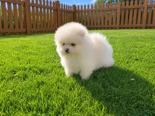 Pomeranian dogs Beautiful KC registered Pomeranian puppies - Advert 1