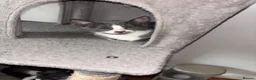Domestic Shorthair cats for sale: Russian Blue x Domestic Shorthair Kittens - Advert 2