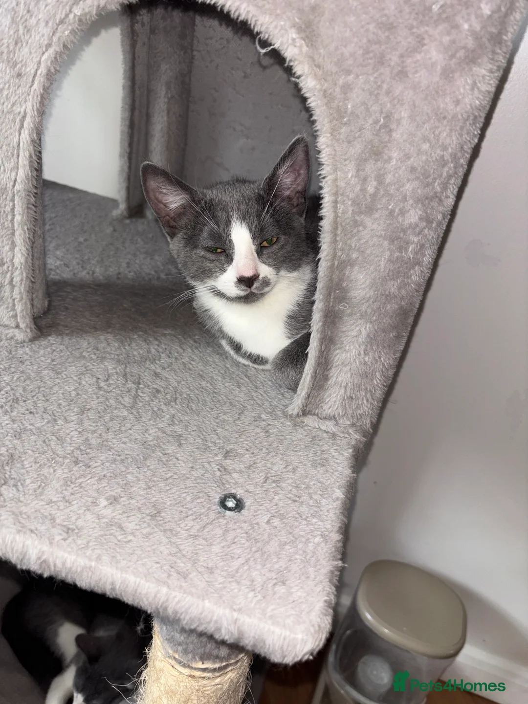 Domestic Shorthair cats for sale: Russian Blue x Domestic Shorthair Kittens - Advert 2