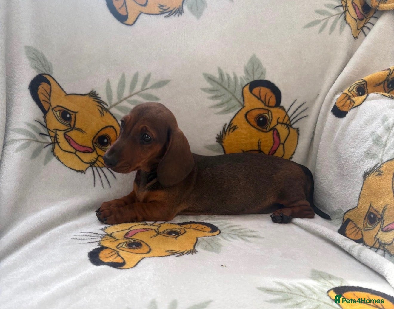 Miniature Dachshund dogs Beautiful Dachshund Boy Pup  - Advert 16