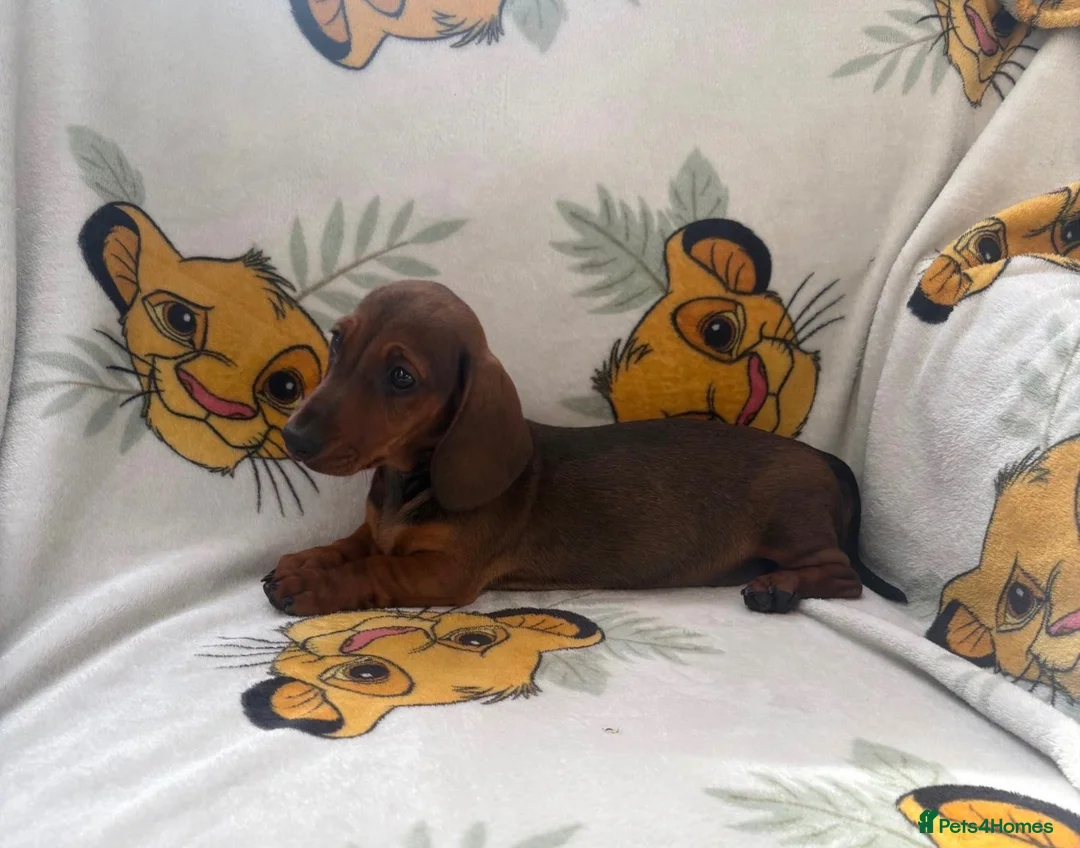 Miniature Dachshund dogs for sale: Beautiful Dachshund Boy Pup  - Advert 1