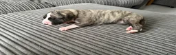 Whippet dogs for sale: Beautiful KC Registered Whippet Puppies - Advert 3