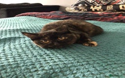 Mixed Breed cats for sale: Kitten  - Image 1