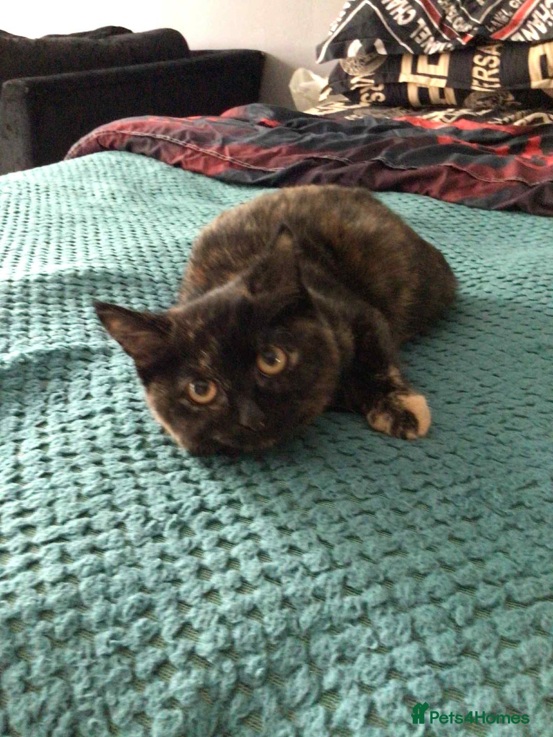 Mixed Breed cats for sale: Kitten  - Image 1