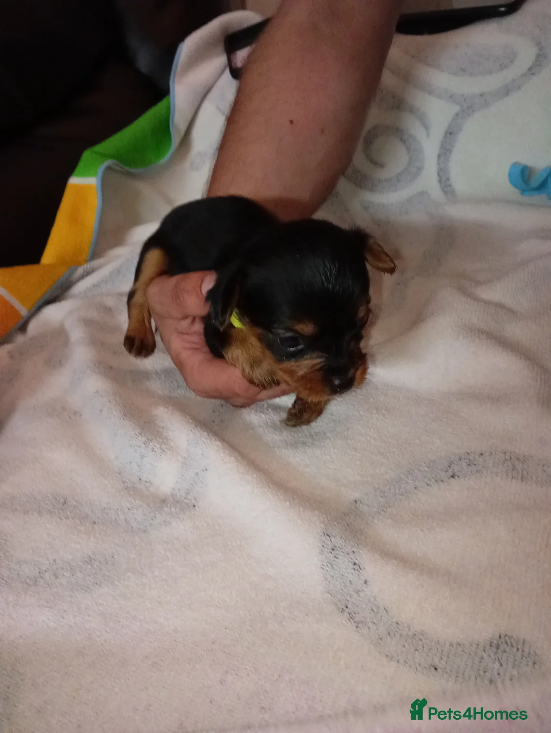 Mixed Breed dogs for sale: Terrier in Crawley - Advert 12