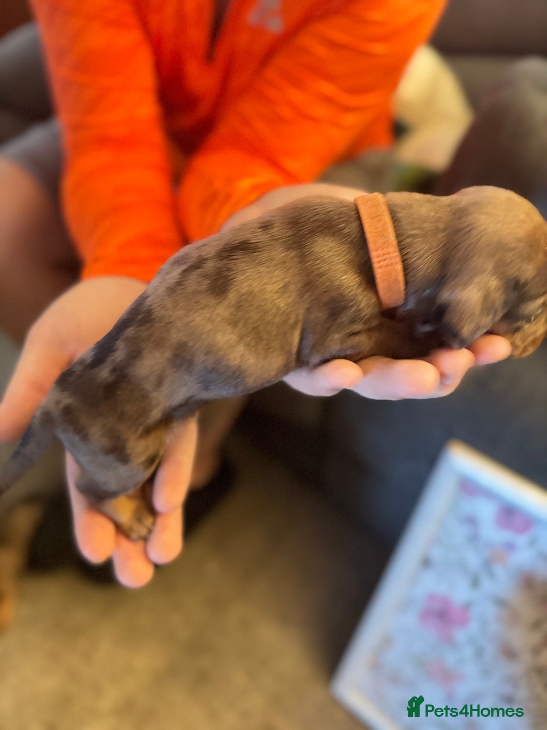 Miniature Dachshund dogs for sale: Miniature dachshund puppies for sale - Image 12