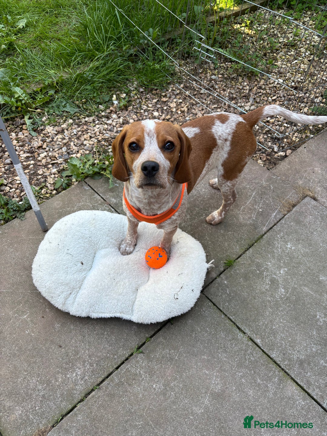 Beaglier dogs for sale: 13 month old beaglier  - Advert 30