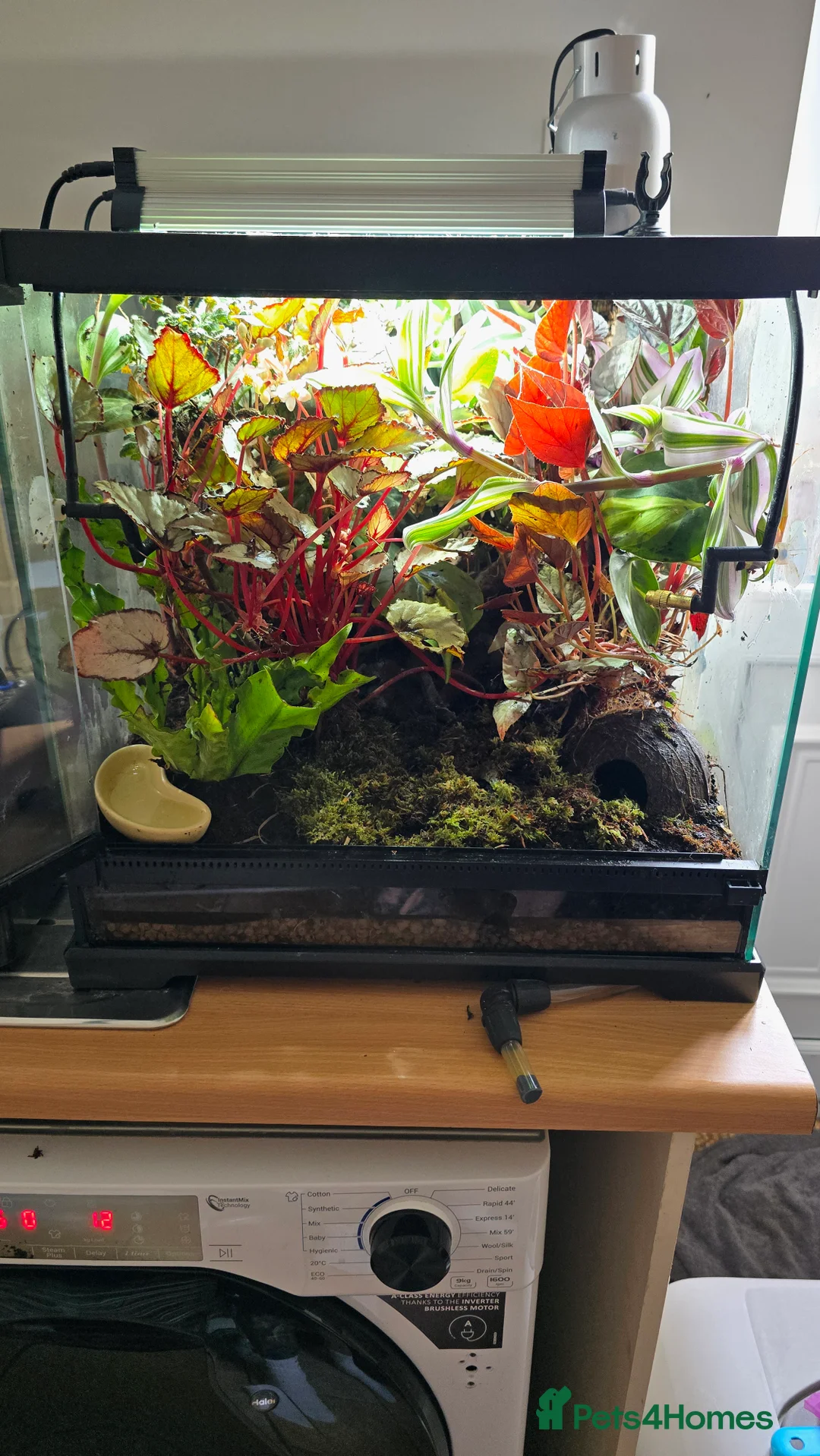 Frog reptiles for sale: 🌿🐸 Bioactive Dart Frog Vivarium – Fully Planted, - Advert 4