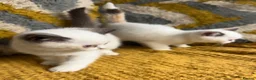 British Shorthair cats for sale: Stunning British shorthair kittens - Advert 10